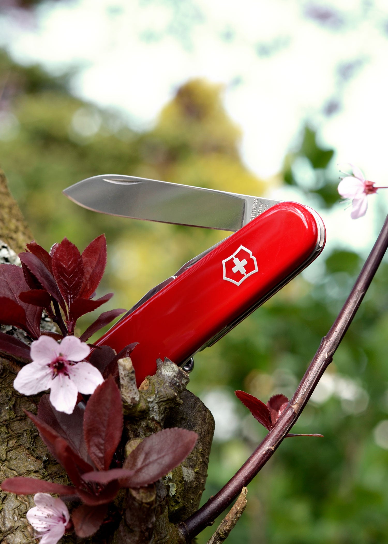 Imagen única de: Cuchillo De Oficial, Spartan, Rojo.