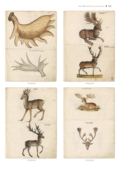 Imagen única de: Thierbuch De Conrad Gessner - Los Dibujos Originales